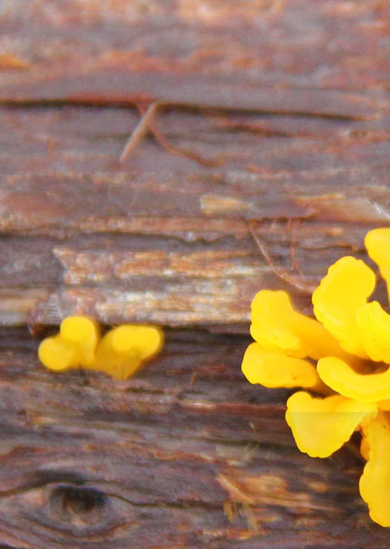 image of art photography of flora in austin